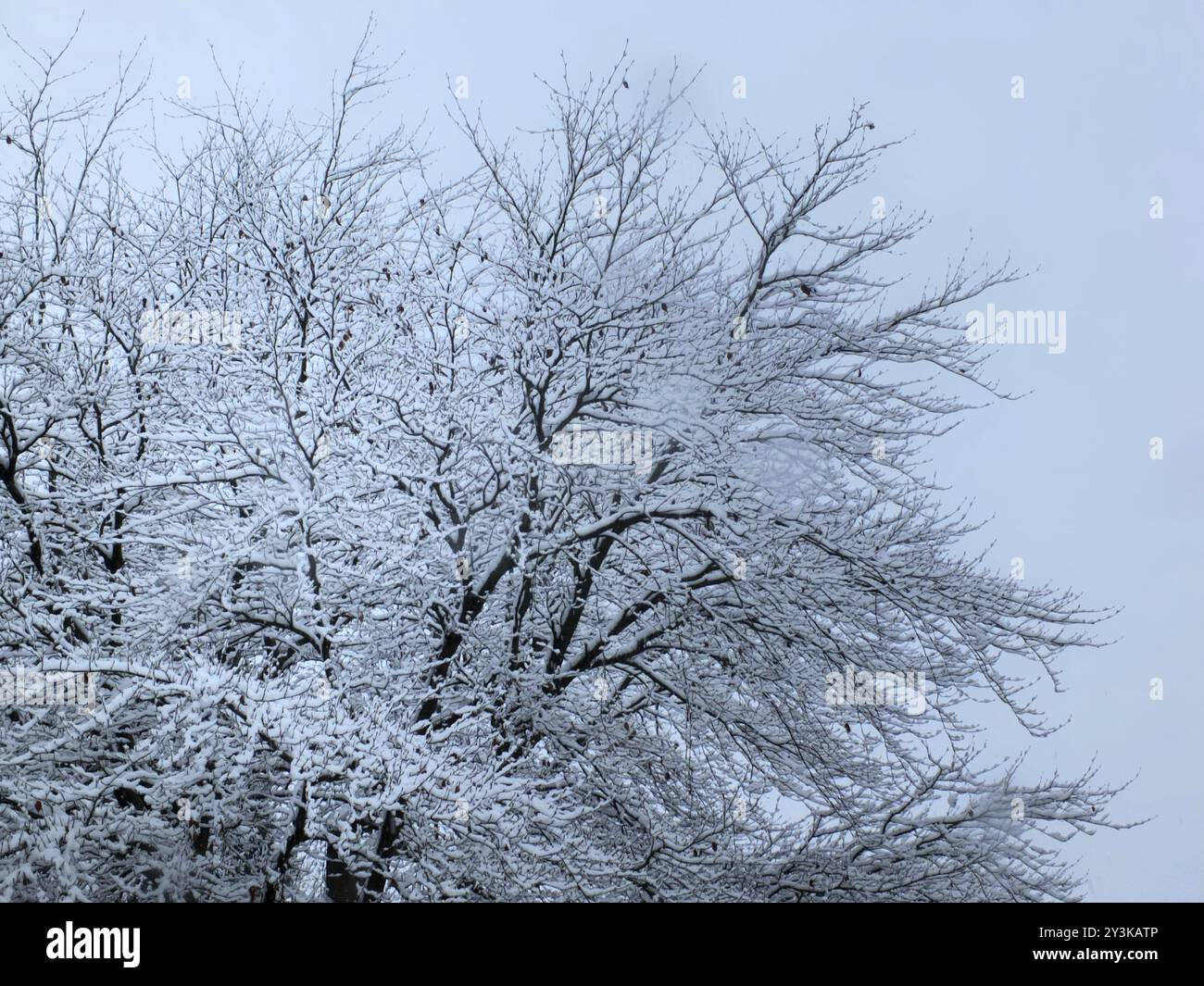 Rami d'albero d'inverno coperti di neve contro un cielo blu Foto Stock