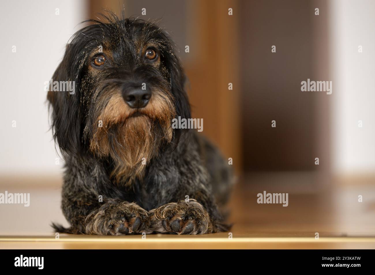Dachshund dai capelli ruvidi, maschio, 3 anni, sdraiato sul pavimento in parquet, Stoccarda, Baden-Wuerttemberg, Germania, Europa Foto Stock