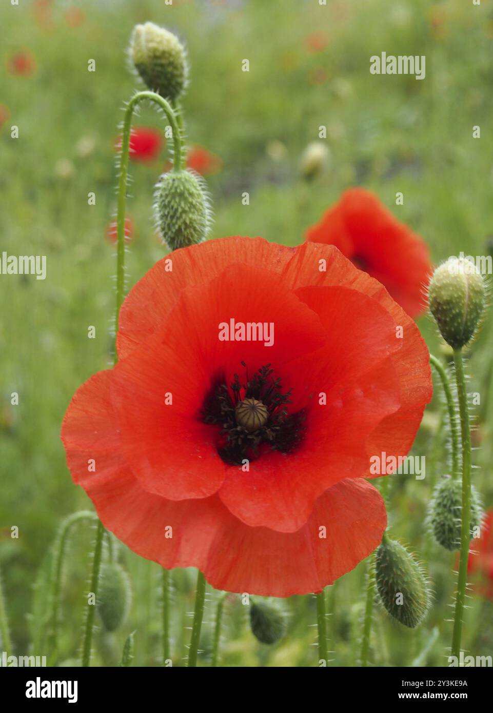 Il fiore di un papavero rosso comune con gemme con uno sfondo sfocato del prato estivo Foto Stock