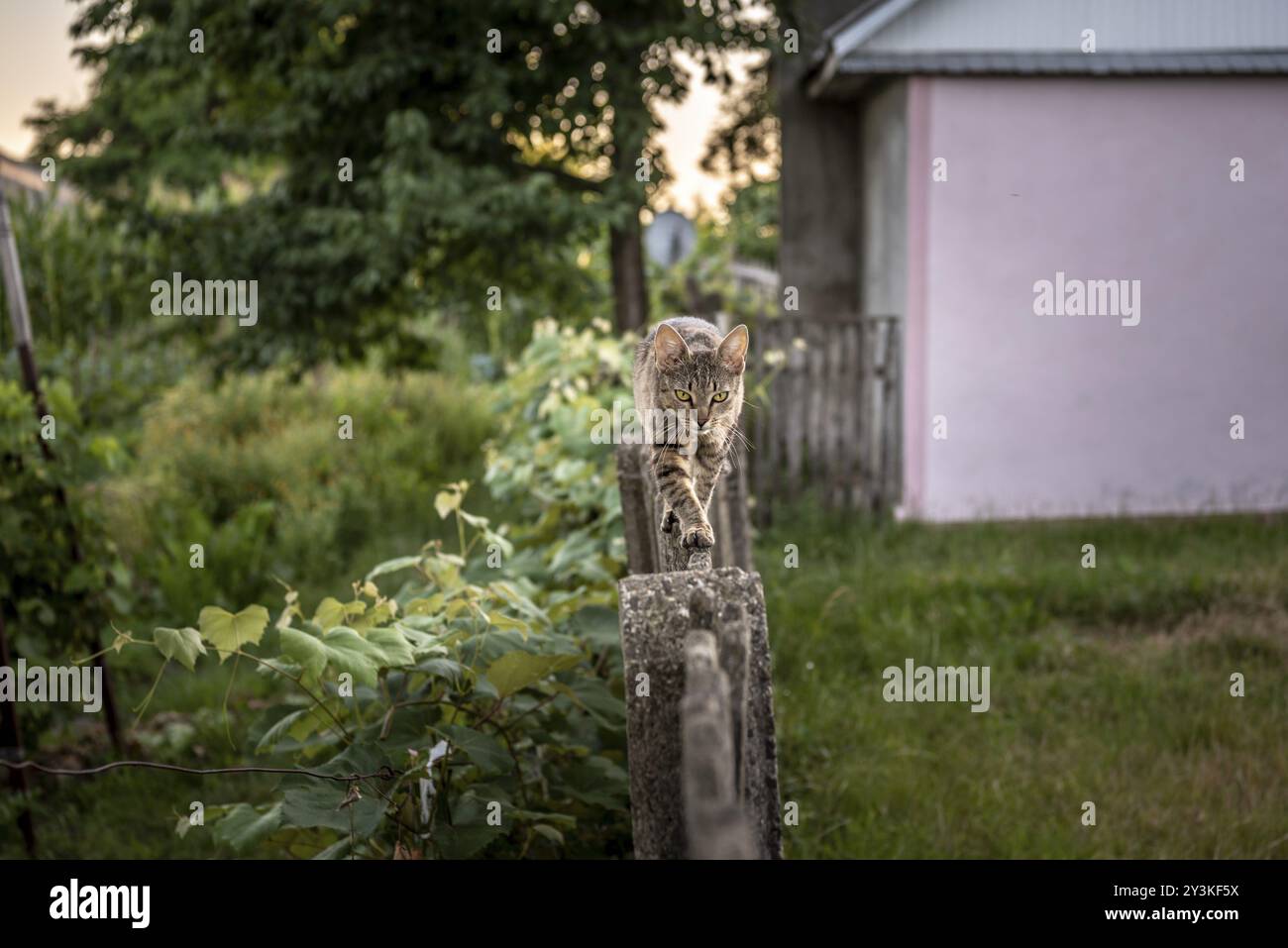 Agriturismo a piedi cat attentamente su una stretta recinzione di legno Foto Stock