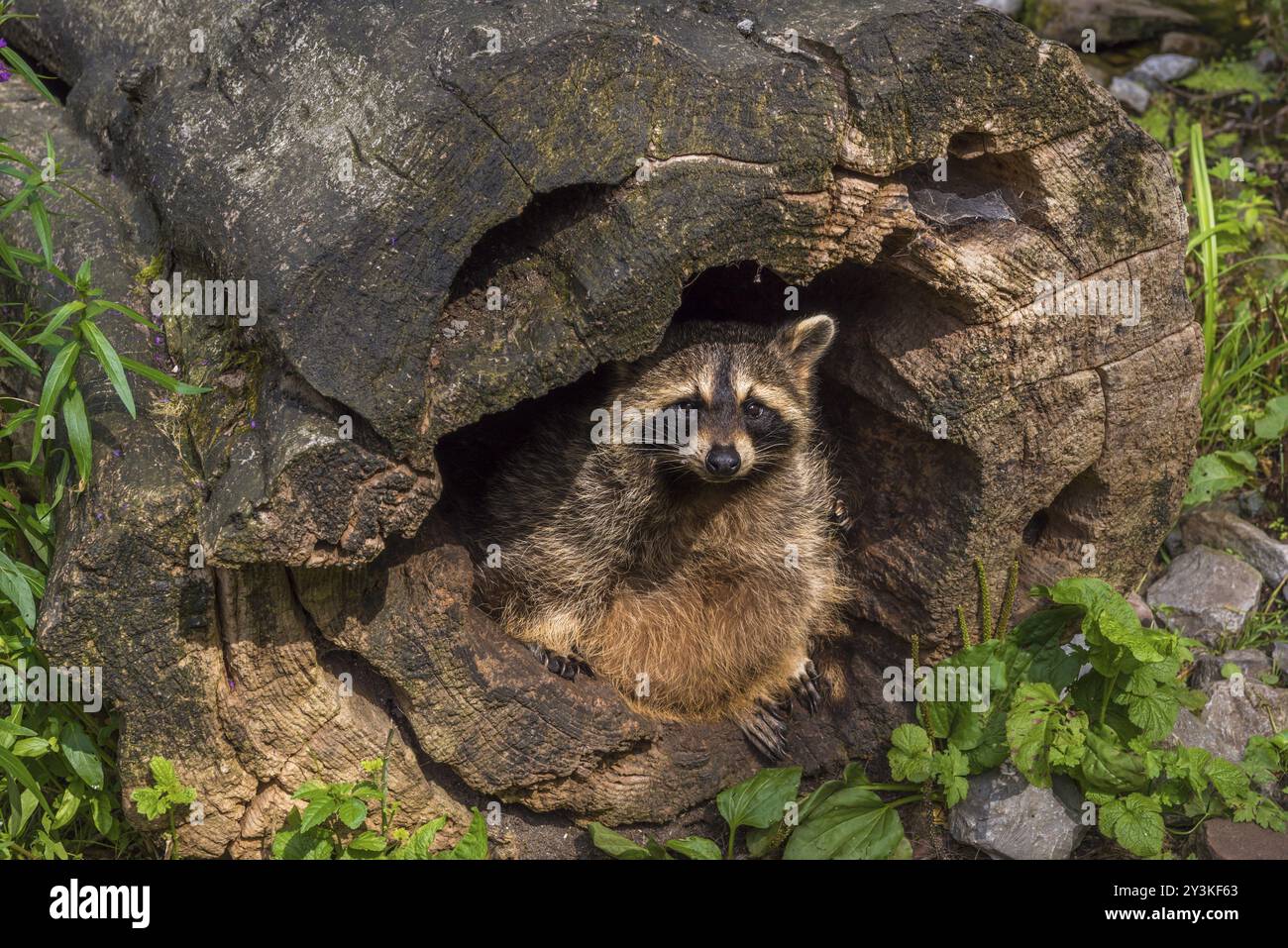 Immagine divertente con un carino procione in un ceppo vuoto. Foto scattata nel parco selvaggio da Pforzheim, Germania, Europa Foto Stock
