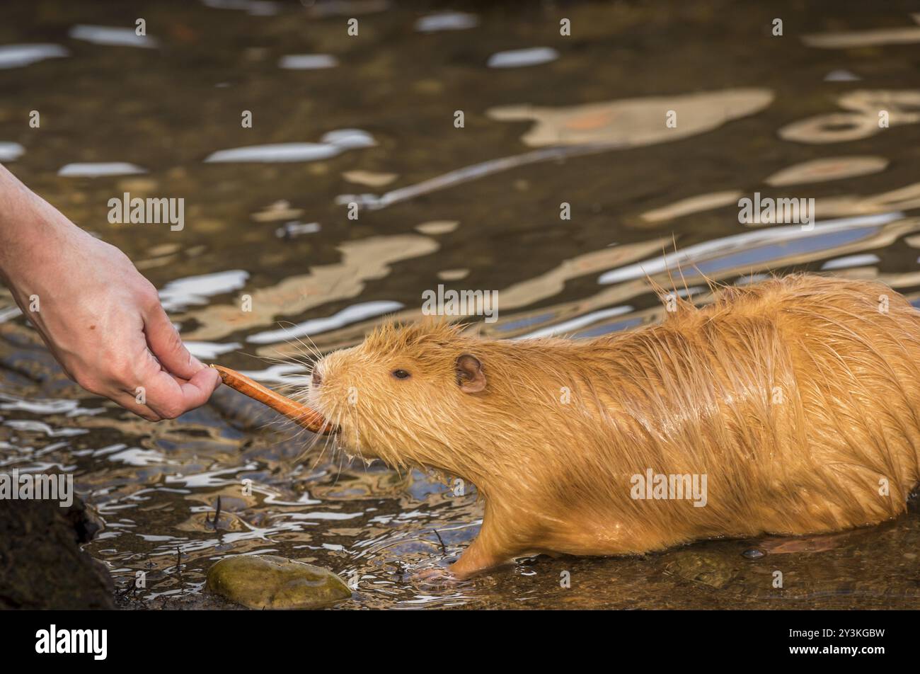 Immagine con un topo di fiume arancione che mangia un pezzo di carota dalla mano di un uomo. Foto scattata sulla riva del fiume Moldava, a Praga, Repubblica Ceca, Foto Stock