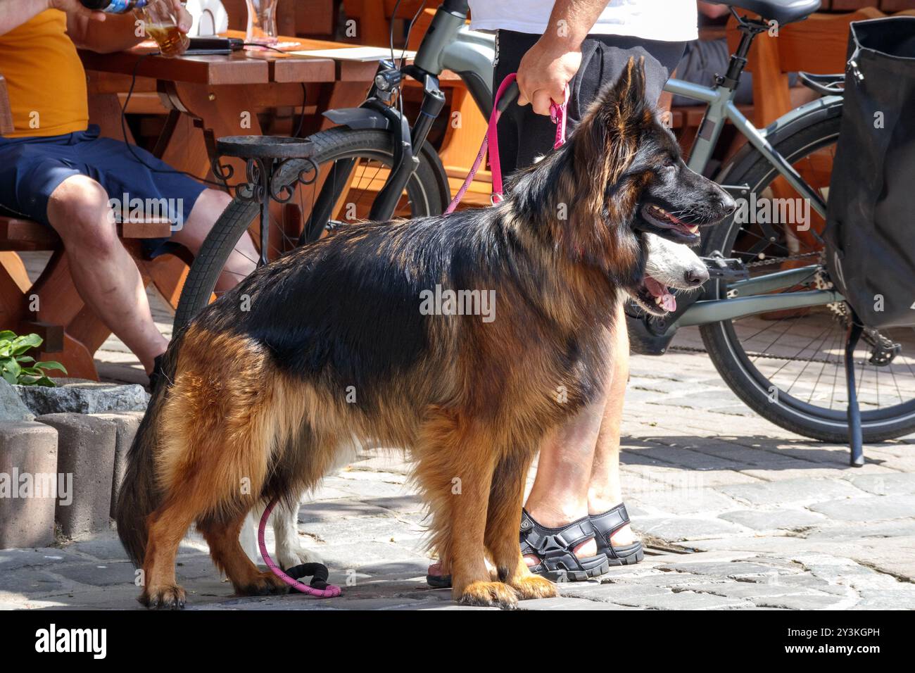 Un pastore tedesco e il suo proprietario stanno camminando lungo la strada Foto Stock