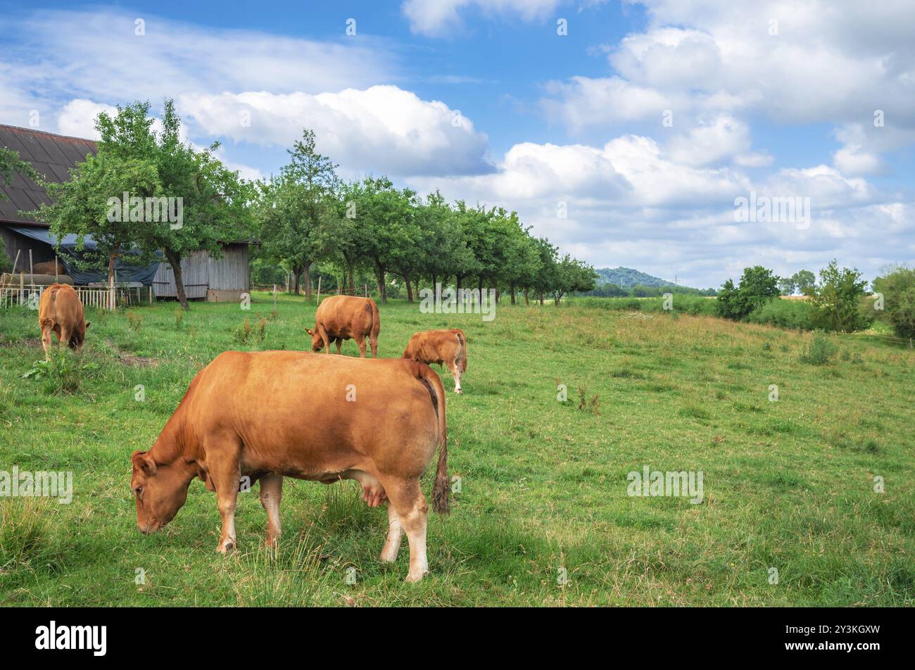 Paesaggio di campagna con una mandria di mucche di Limpurger che pascolano su un prato verde, vicino alla loro stalla e a un frutteto, a Schwabisch Hall, Germania, EUR Foto Stock