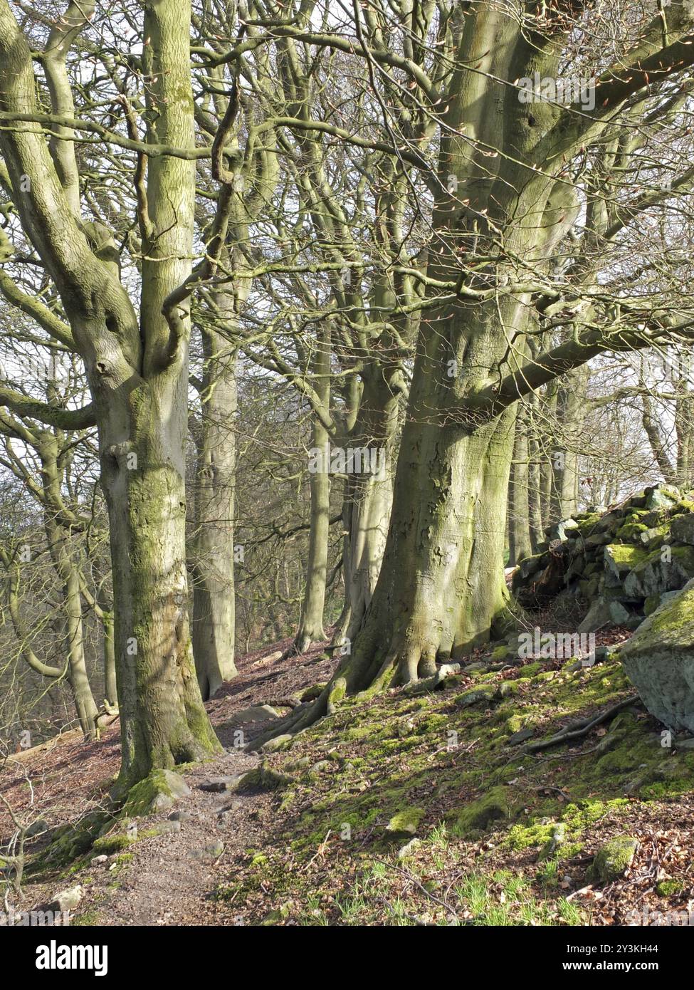 Alti faggi lungo uno stretto sentiero roccioso alla luce del sole mattutino nei boschi di nidi di corvo nello yorkshire occidentale Foto Stock