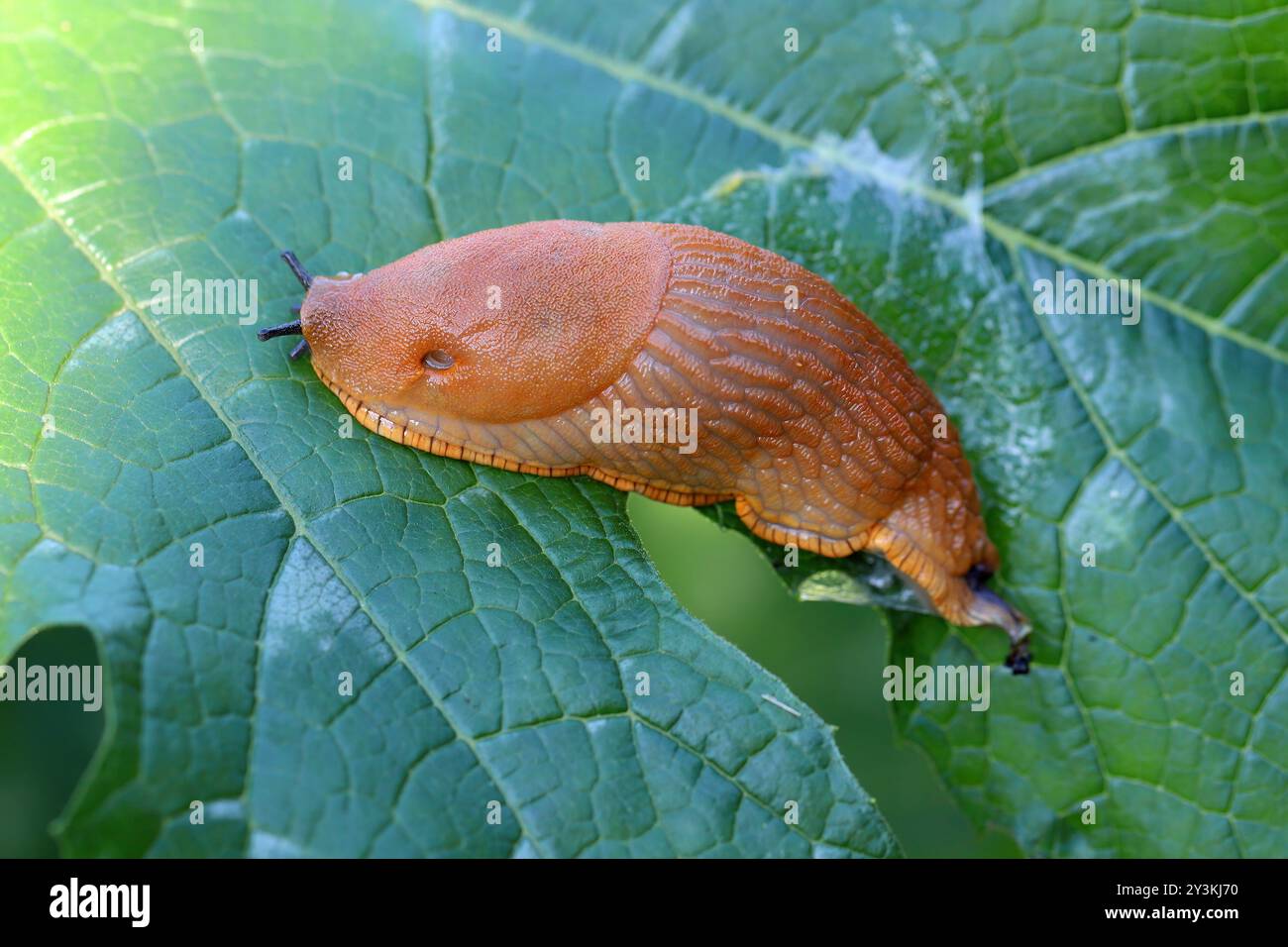 La specie aliena invasiva, Arion lusitanicus (o vulgaris), nota anche con il suo nome comune lumaco portoghese, è una specie di lumache di terra respirabile ad aria. Un pla Foto Stock