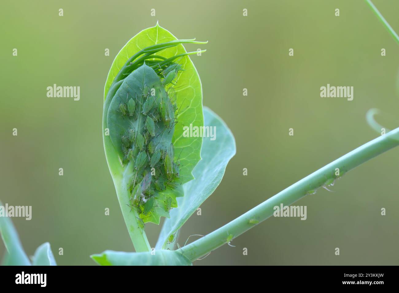 Acyrthosiphon pisum, comunemente noto come l'afide dei piselli e occasionalmente come il delfino verde, il pisello e il topo del trifoglio. E' un insetto che succhia sap. Foto Stock