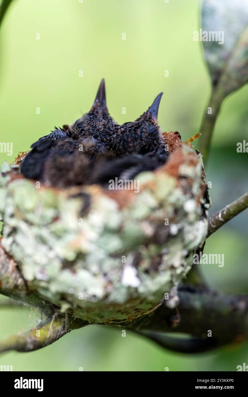 Nido con piccoli colibrì nella giungla peruviana Foto Stock