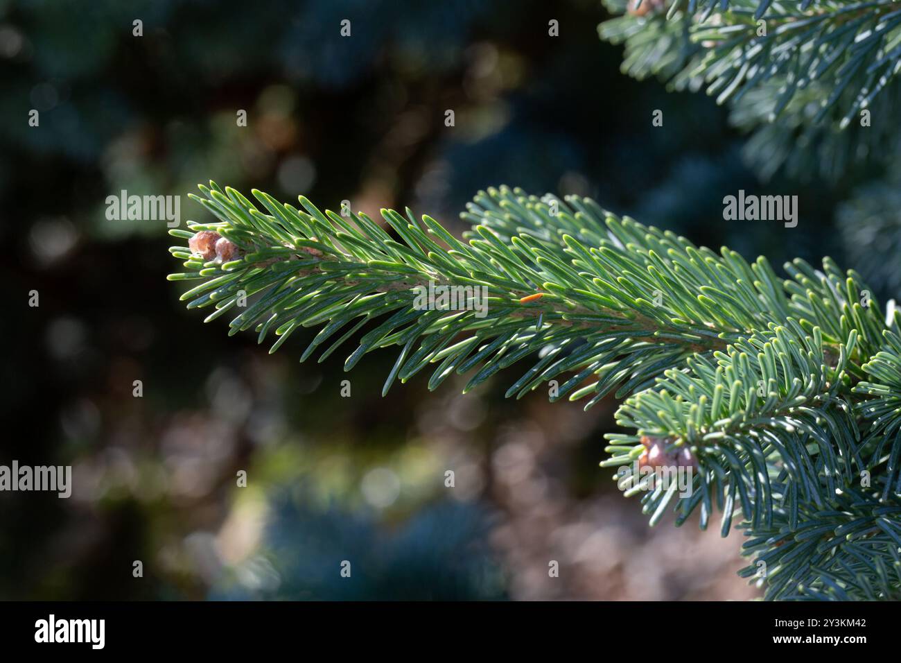 Primo piano di un ramo di abete corteccia di sughero compatto (Abies lasiocarpa var. Arizonica "Compacta") in giardino a fine estate Foto Stock