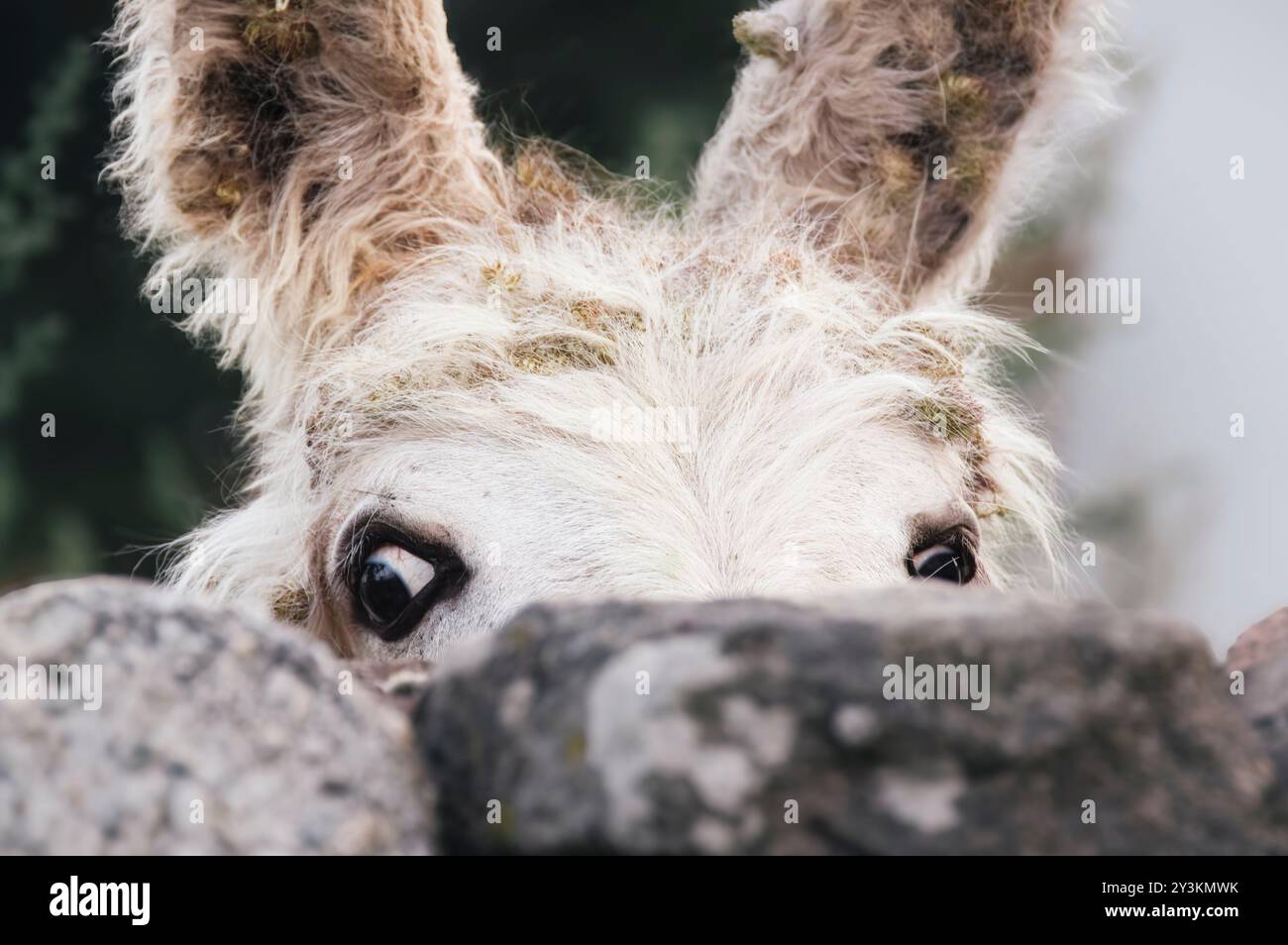 Curioso asino che sbircia su un muro di pietra in Cantabria (Spagna) Foto Stock