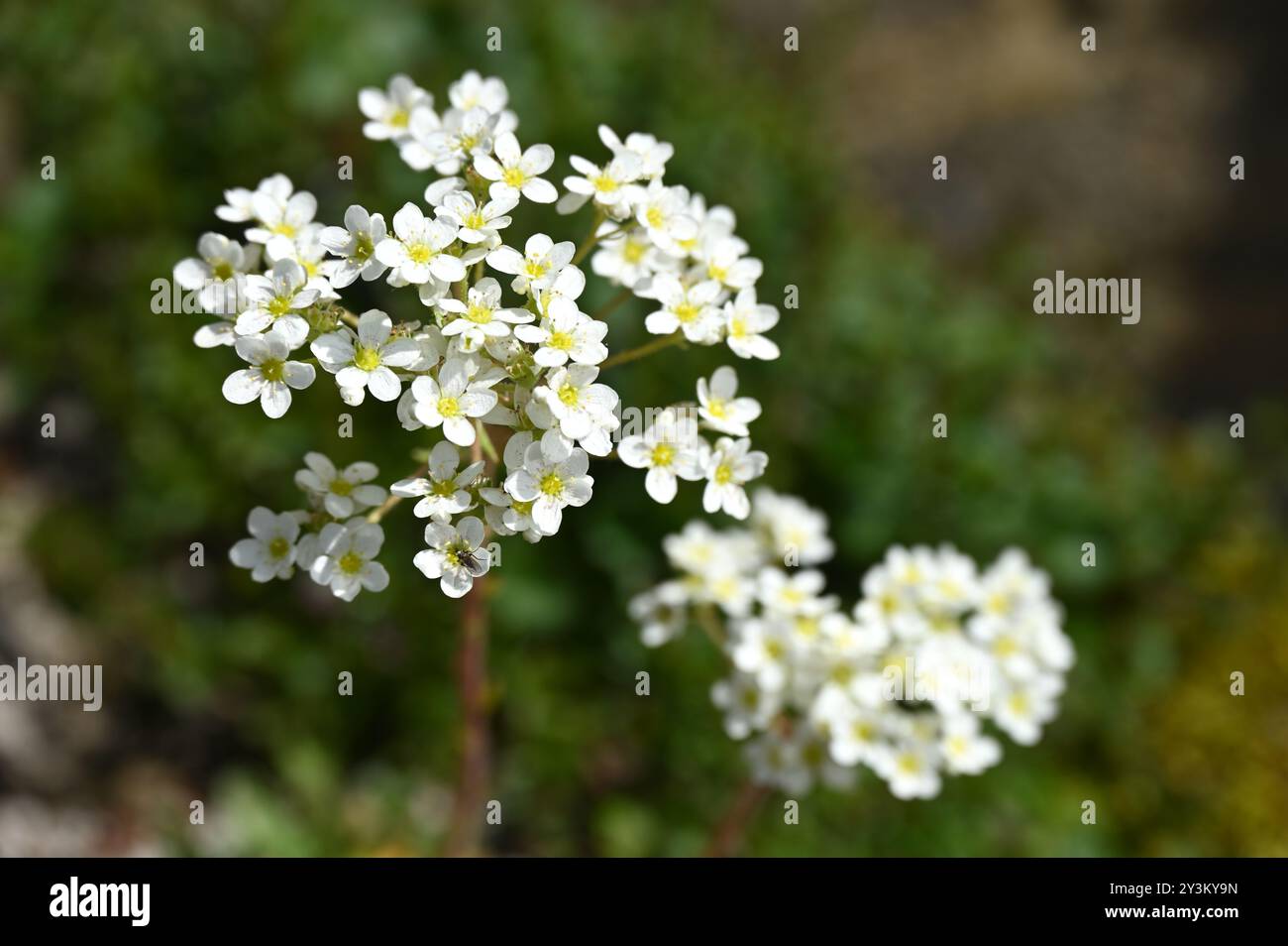 Delicati fiori bianchi di inizio estate di sassifrage di piante alpine Saxifraga paniculata nel Regno Unito maggio Foto Stock