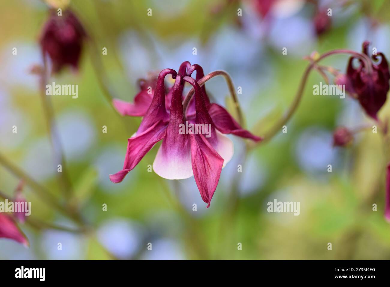 Aquilegia fiori Foto Stock