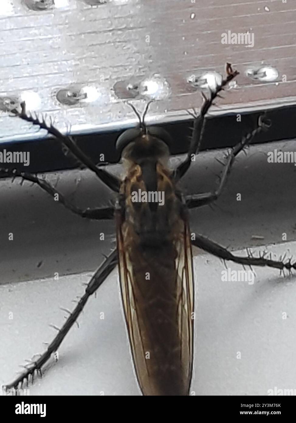 (Eutolmus rufibarbis) Insecta Foto Stock