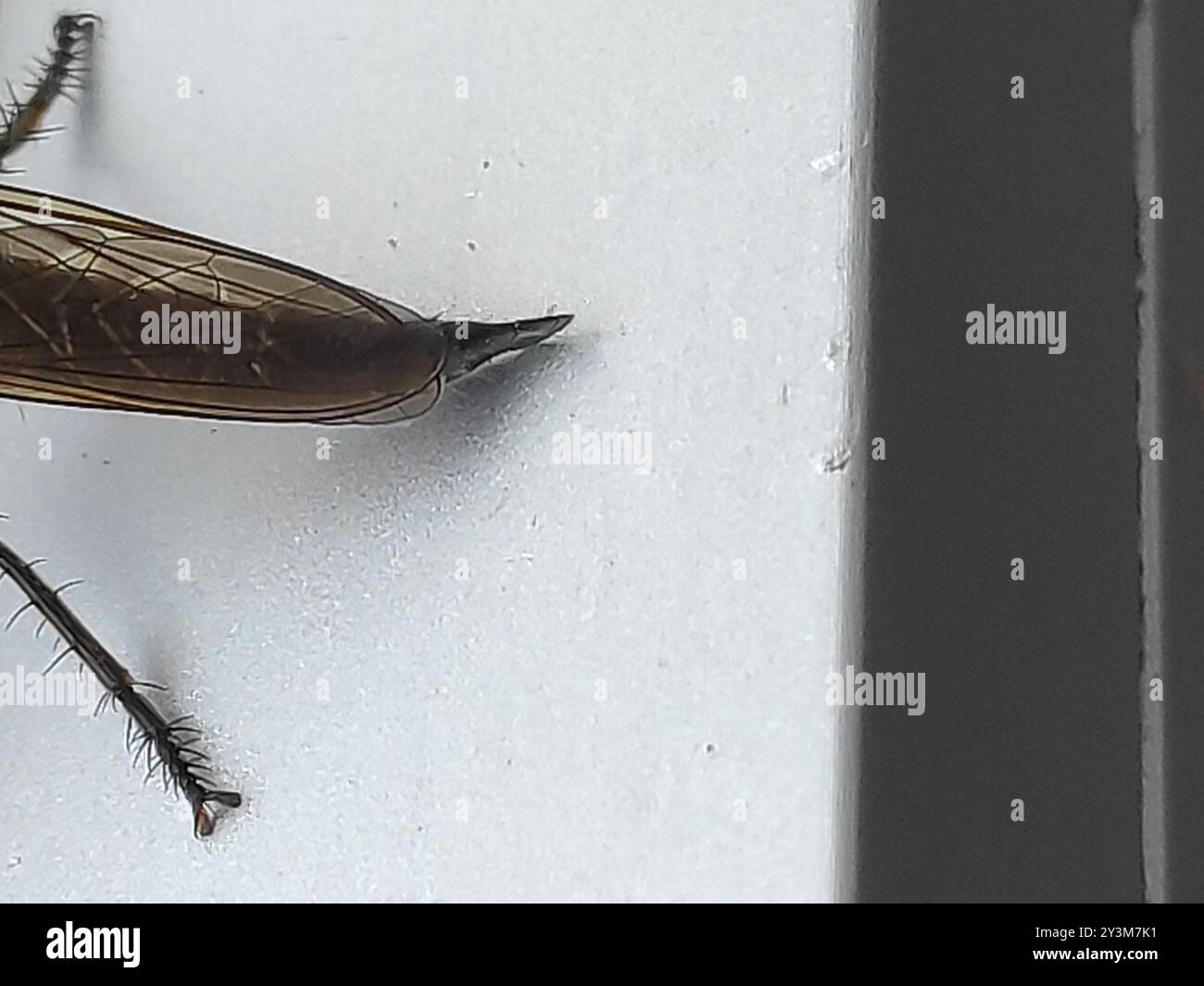 (Eutolmus rufibarbis) Insecta Foto Stock