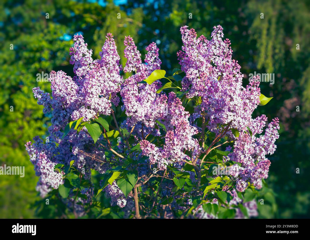 Arbusto lilla che fiorisce nel giardino Foto Stock