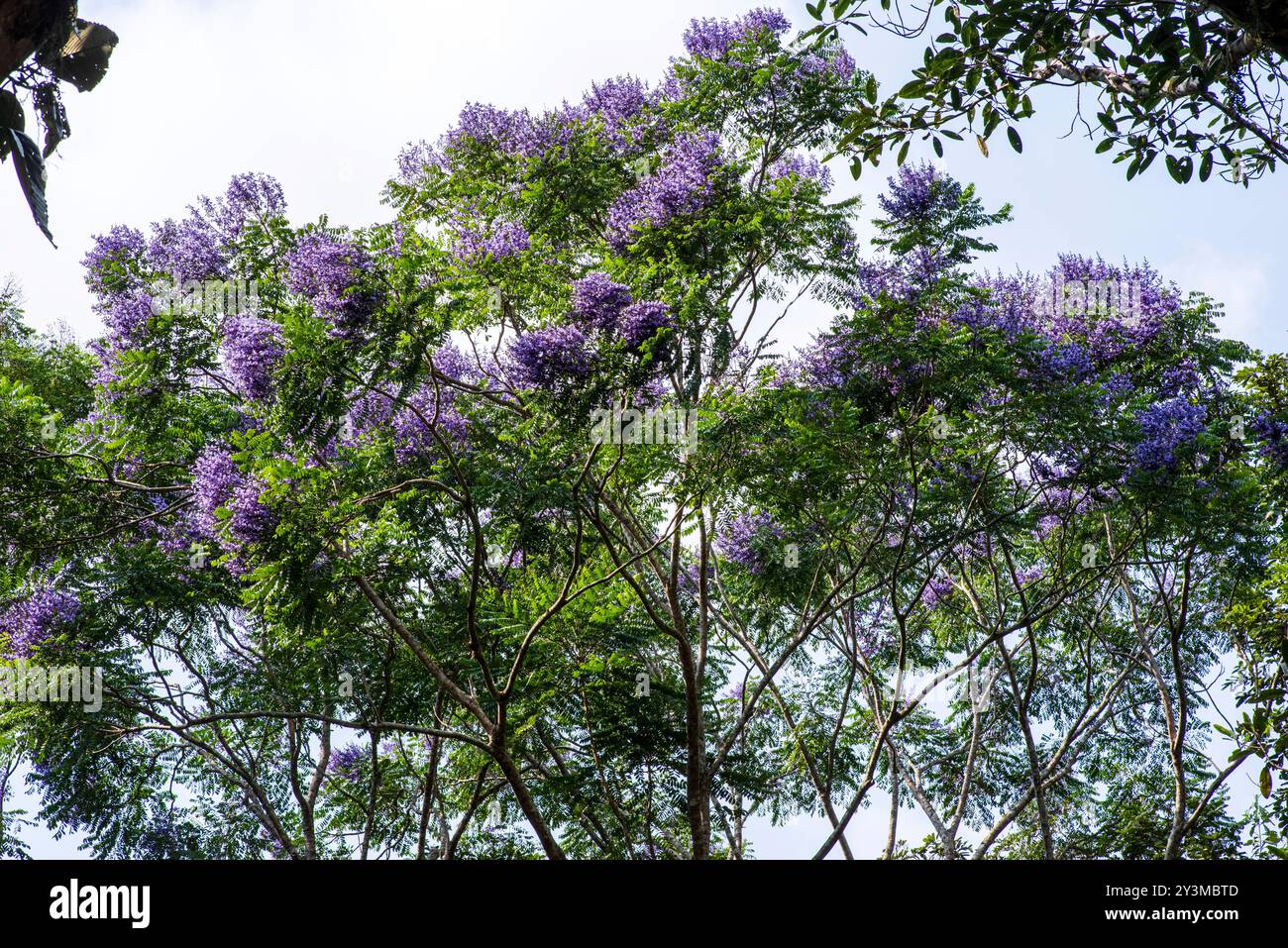 Jacaranda mimosifolia Foto Stock