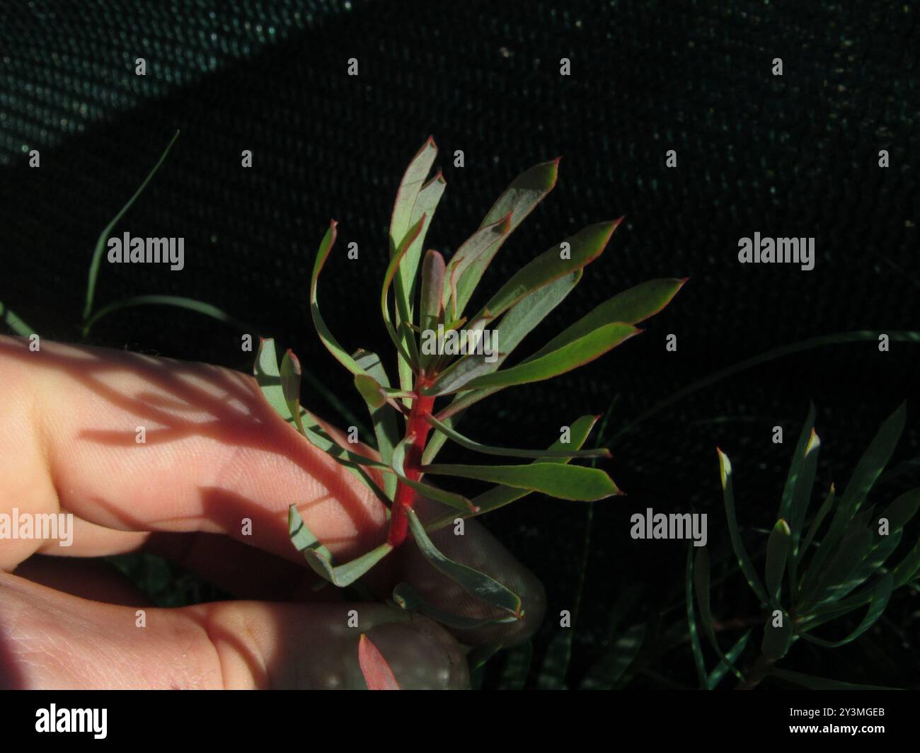 Thistle Sugarbush (Protea scolymocephala) Plantae Foto Stock