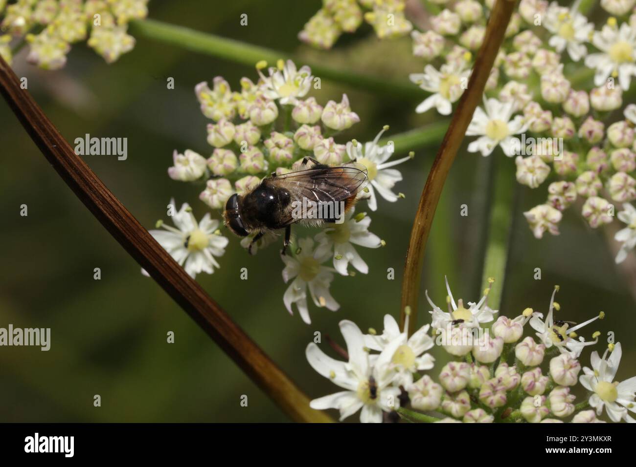 Blacklet Bumblebee (Cheilosia illustrata) Insecta Foto Stock