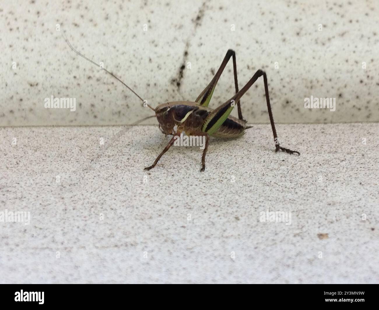 Palude Bush-cricket (Metrioptera brachyptera) Insecta Foto Stock