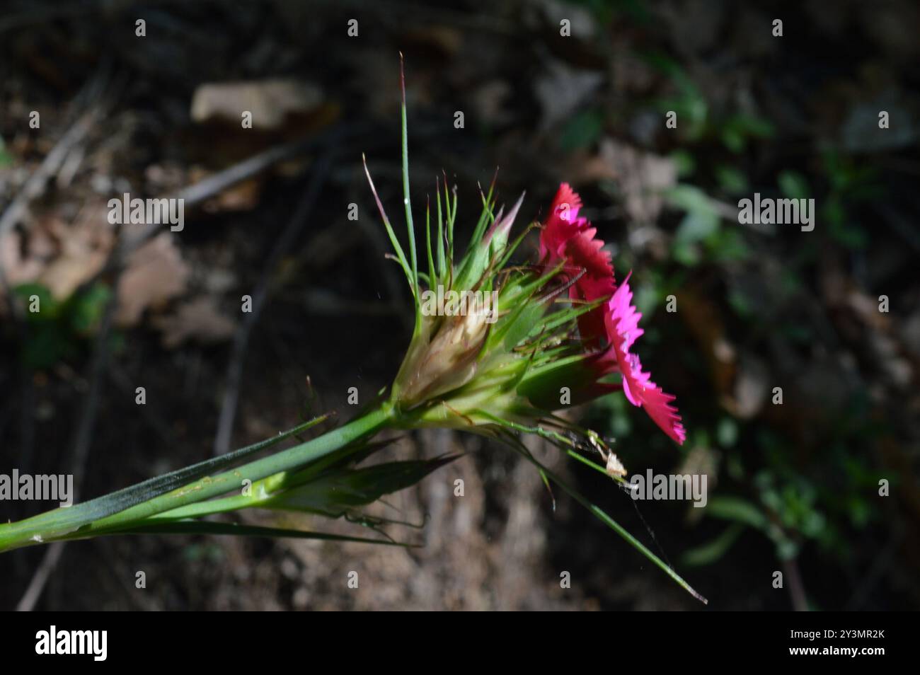 Balbis' Pink (Dianthus balbisii) Plantae Foto Stock