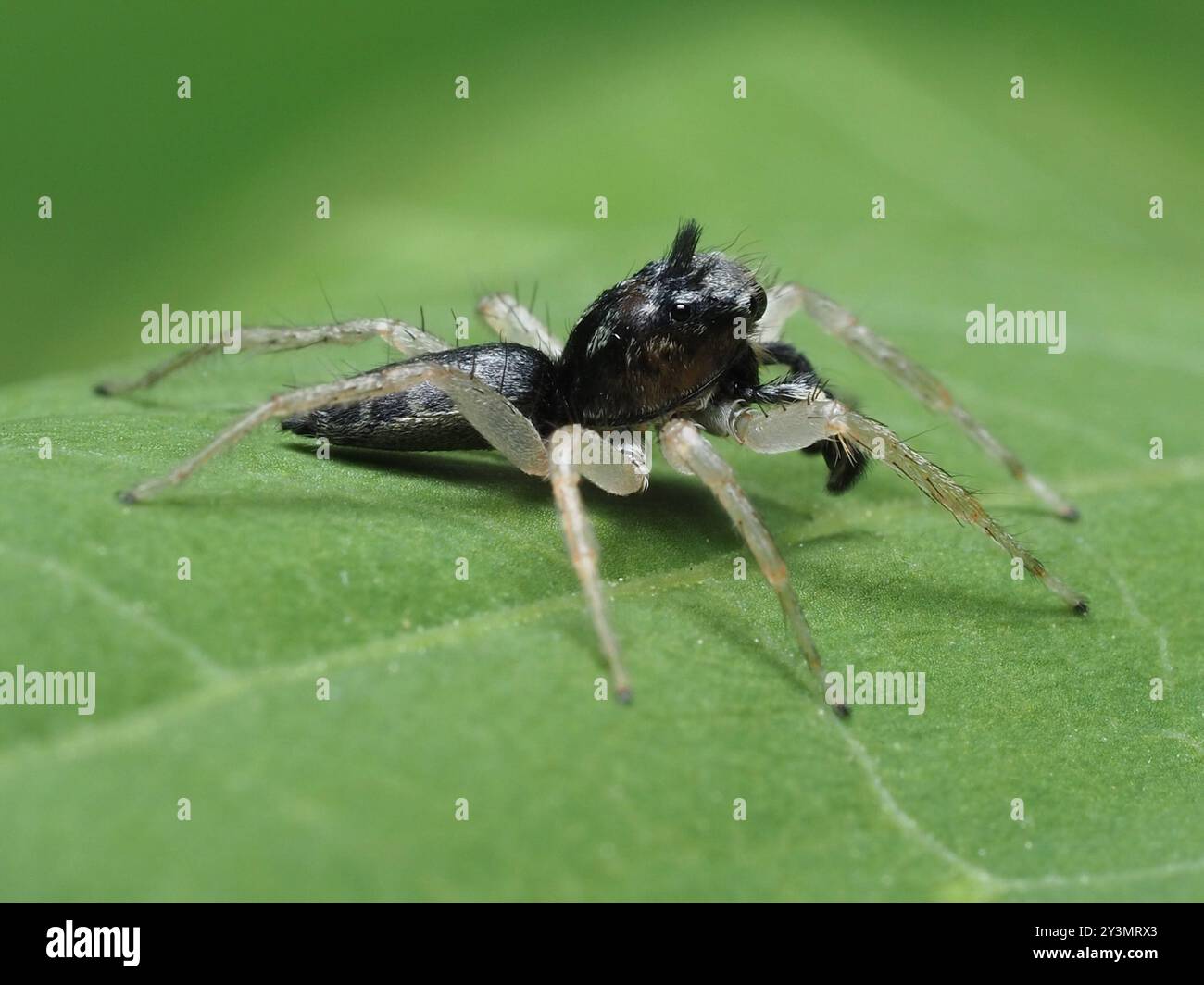 Ragno saltellante dimorfico (Maevia inclemens) Arachnida Foto Stock