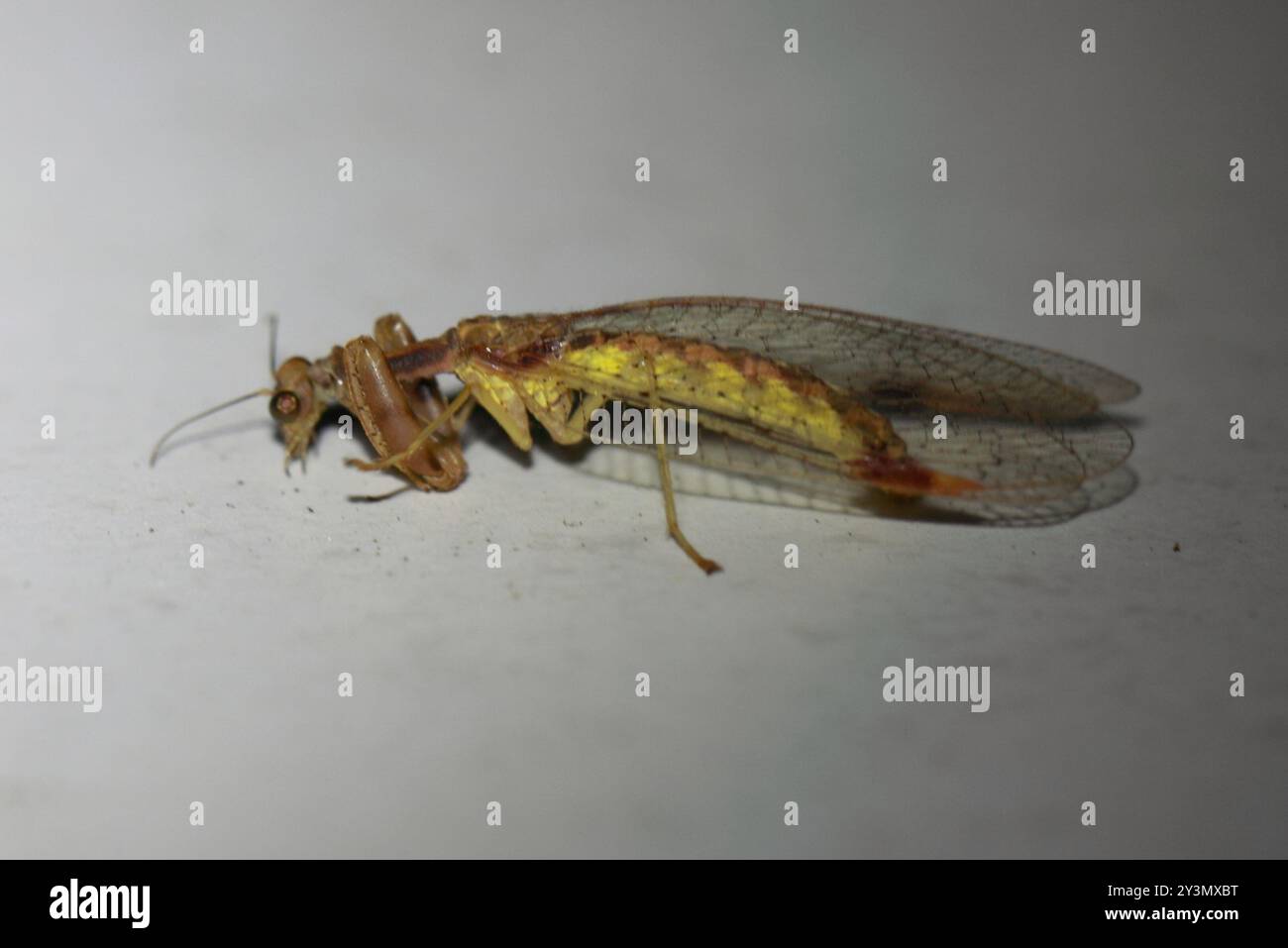 Mantis Lacewing (Ditaxis biseriata) Insecta Foto Stock