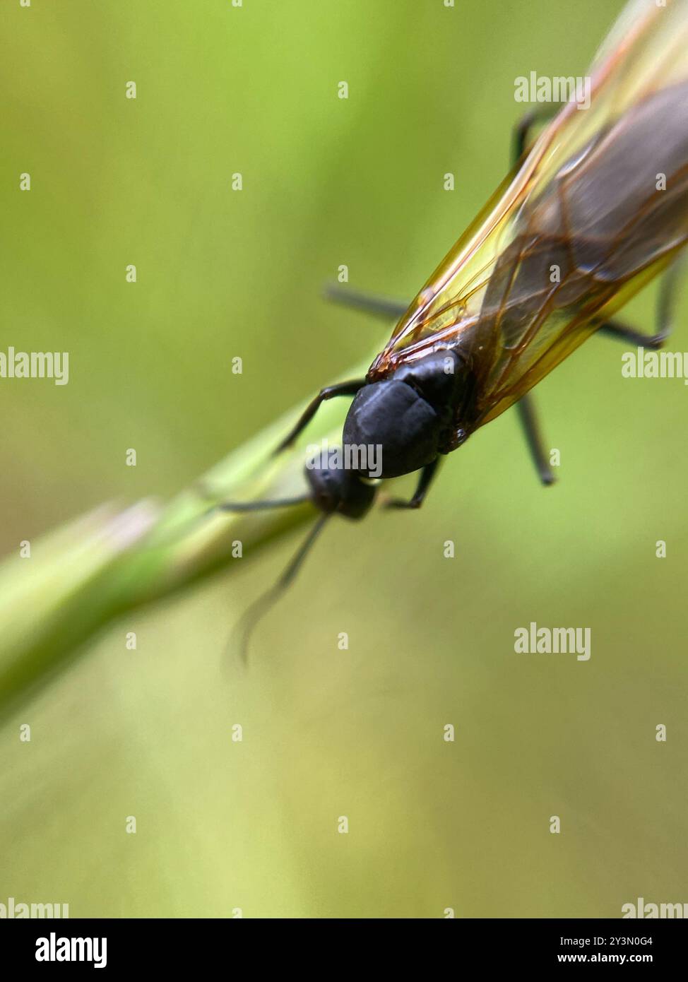 Marrone-nero Carpenter Ant (Camponotus ligniperda) Insecta Foto Stock