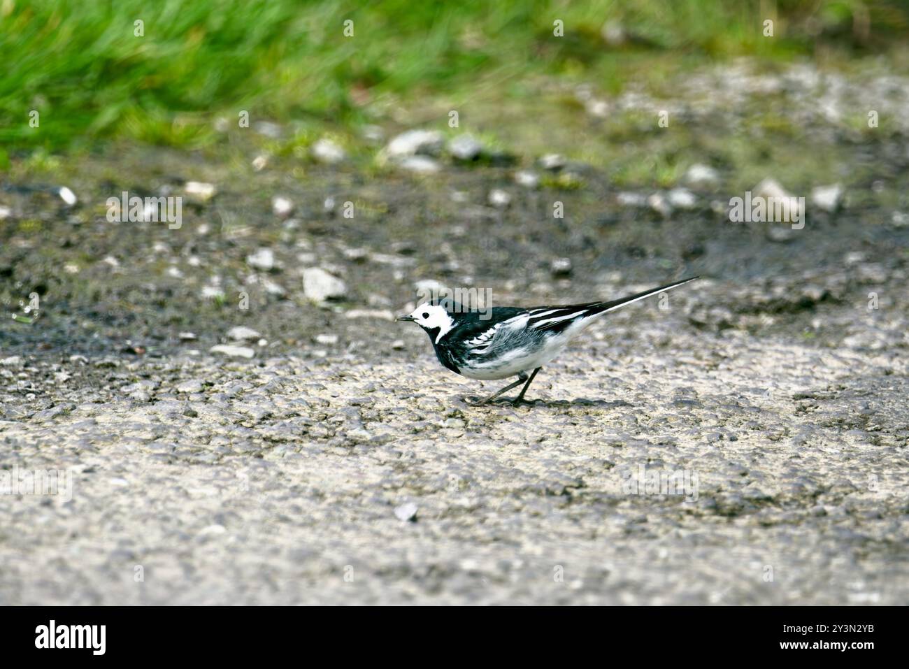 Una coda bianca è arroccata su una roccia. L'uccello ha dei segni neri sulle sue piume e un becco lungo e sottile. Il terreno è marrone e grigio, con un po' di verde Foto Stock