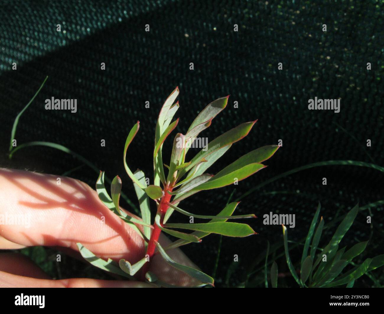 Thistle Sugarbush (Protea scolymocephala) Plantae Foto Stock