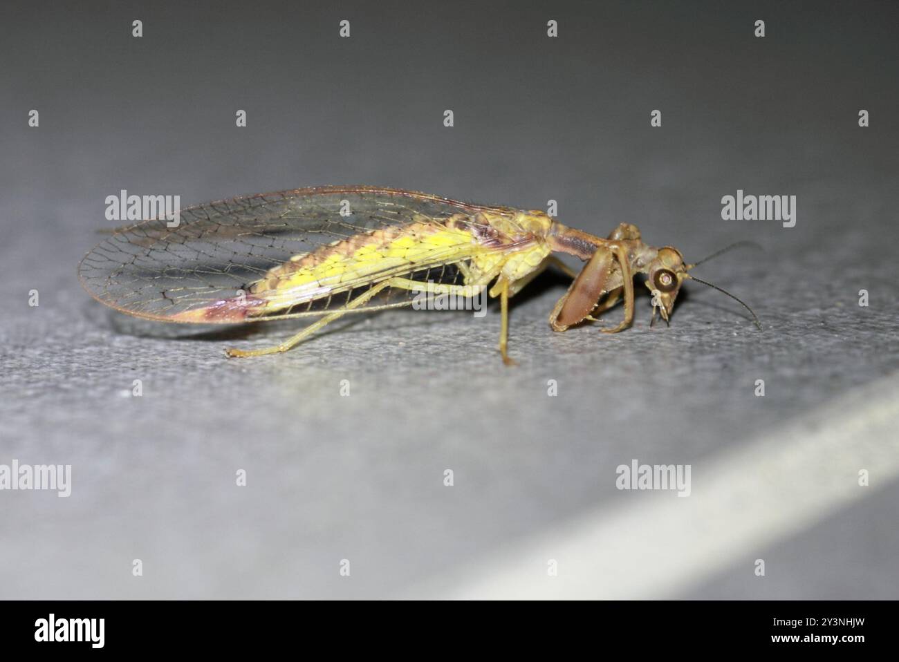 Mantis Lacewing (Ditaxis biseriata) Insecta Foto Stock