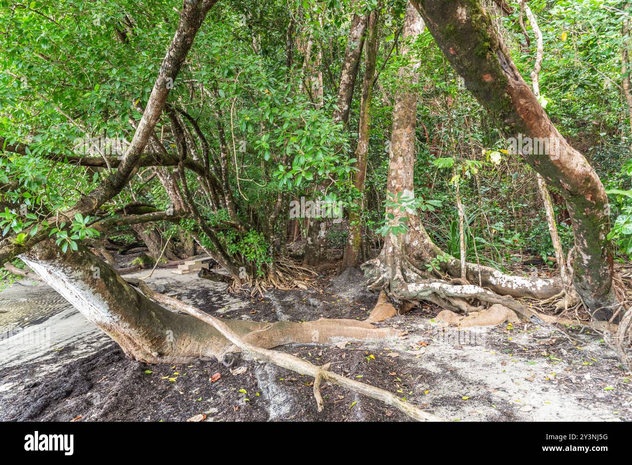 Foresta pluviale tropicale nel Daintree River National Park nel Queensland, Australia. Foto Stock