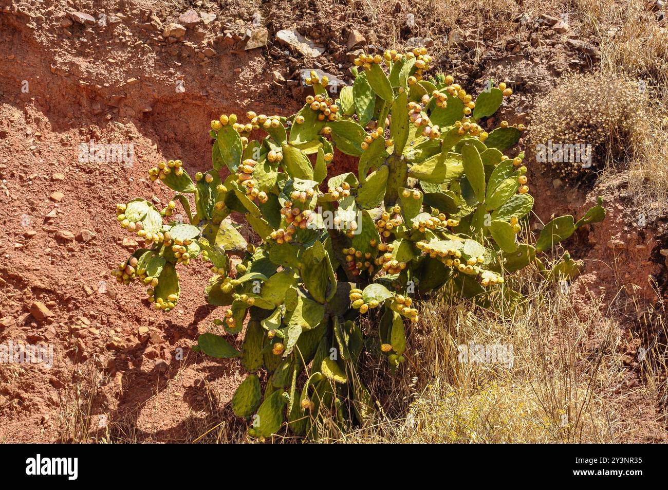 Botanica: Un cactus di fichi d'India dell'Europa meridionale, una pianta che fotosintetizza ed è vulnerabile alle temperature estreme causate dai cambiamenti climatici Foto Stock