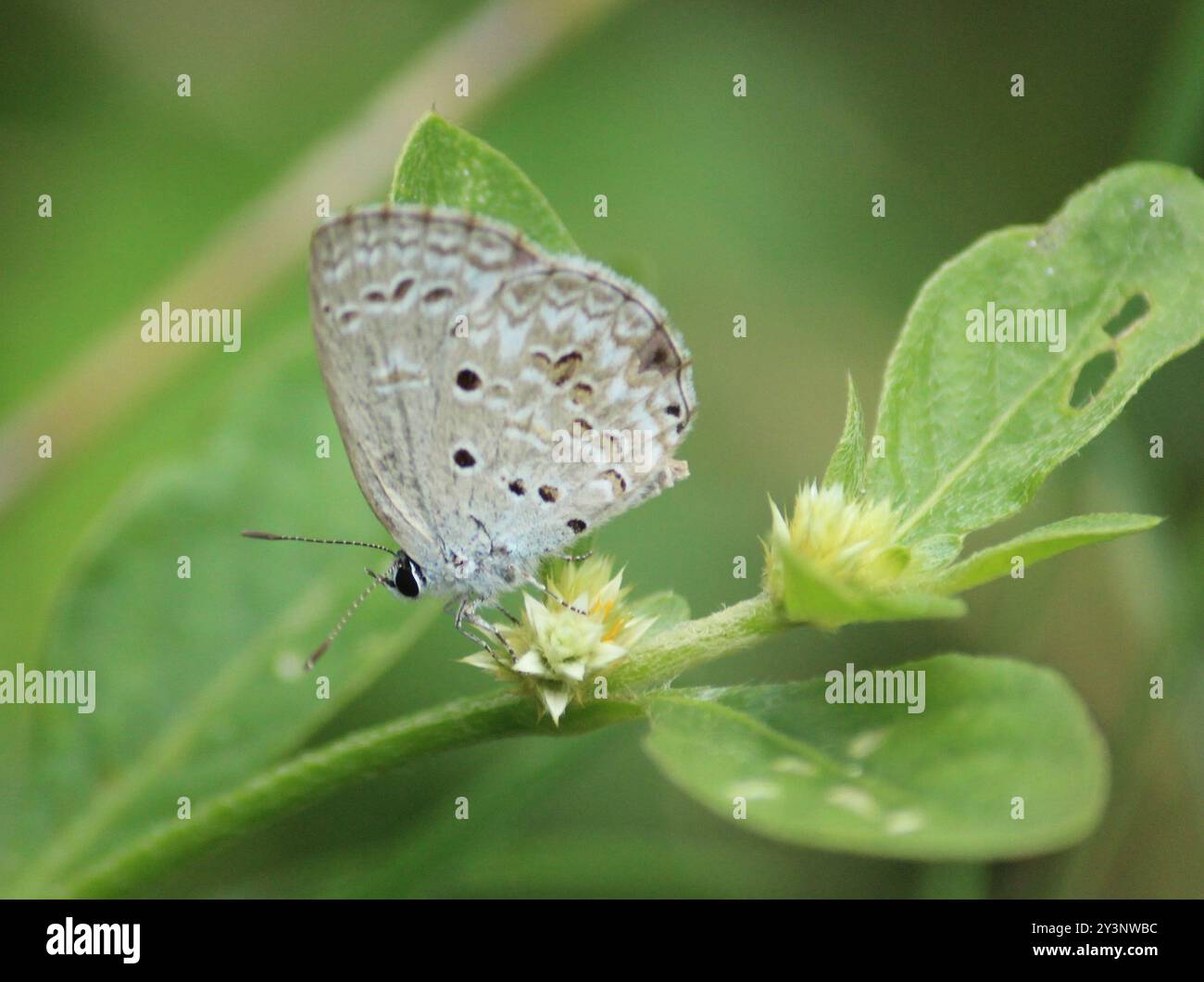 Blu lime (Chilades lajus) Insecta Foto Stock