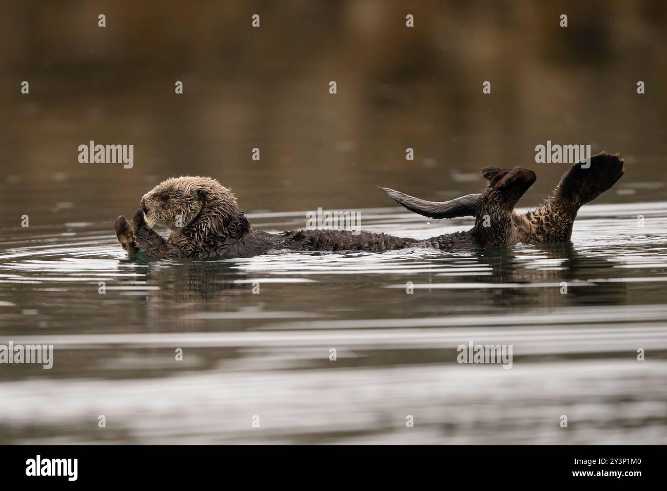 Lontra di mare del nord che galleggia in una baia a Seldovia, Alaska Foto Stock