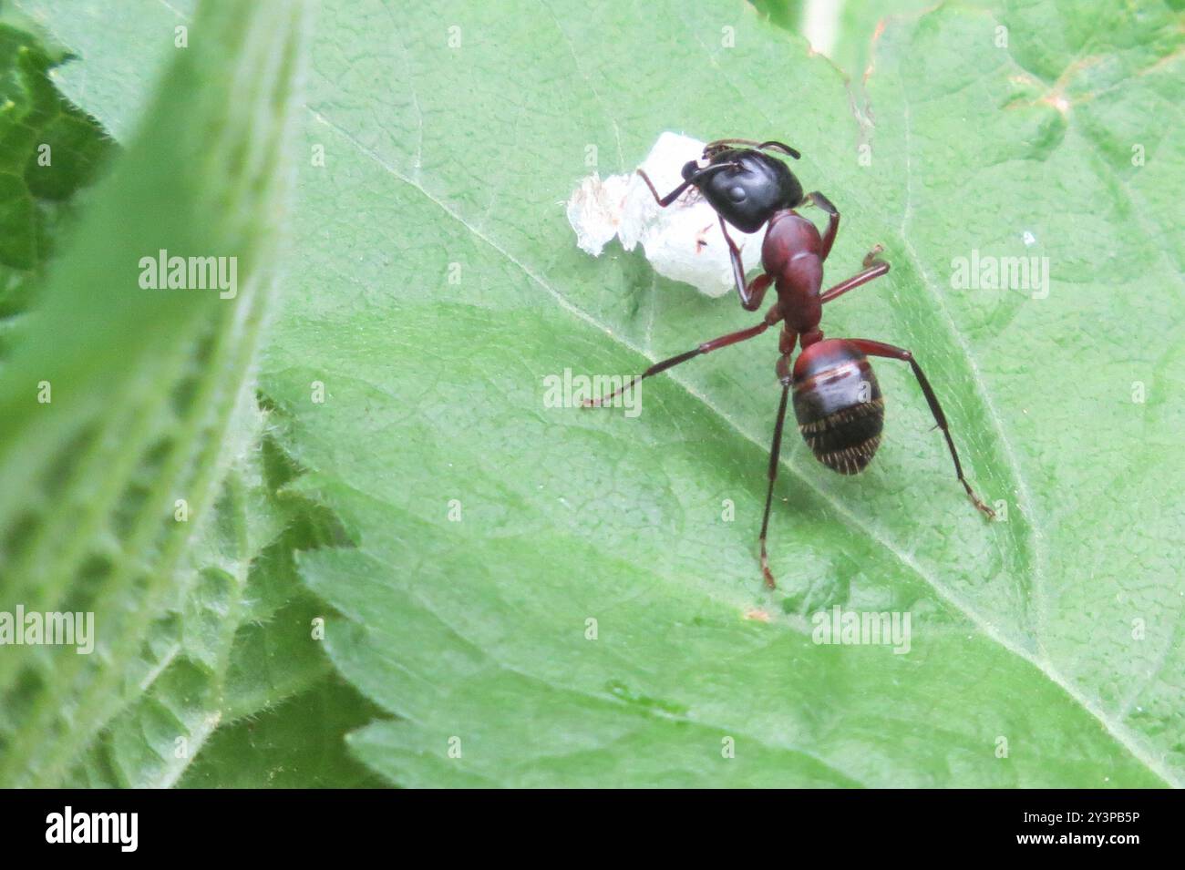 Marrone-nero Carpenter Ant (Camponotus ligniperda) Insecta Foto Stock
