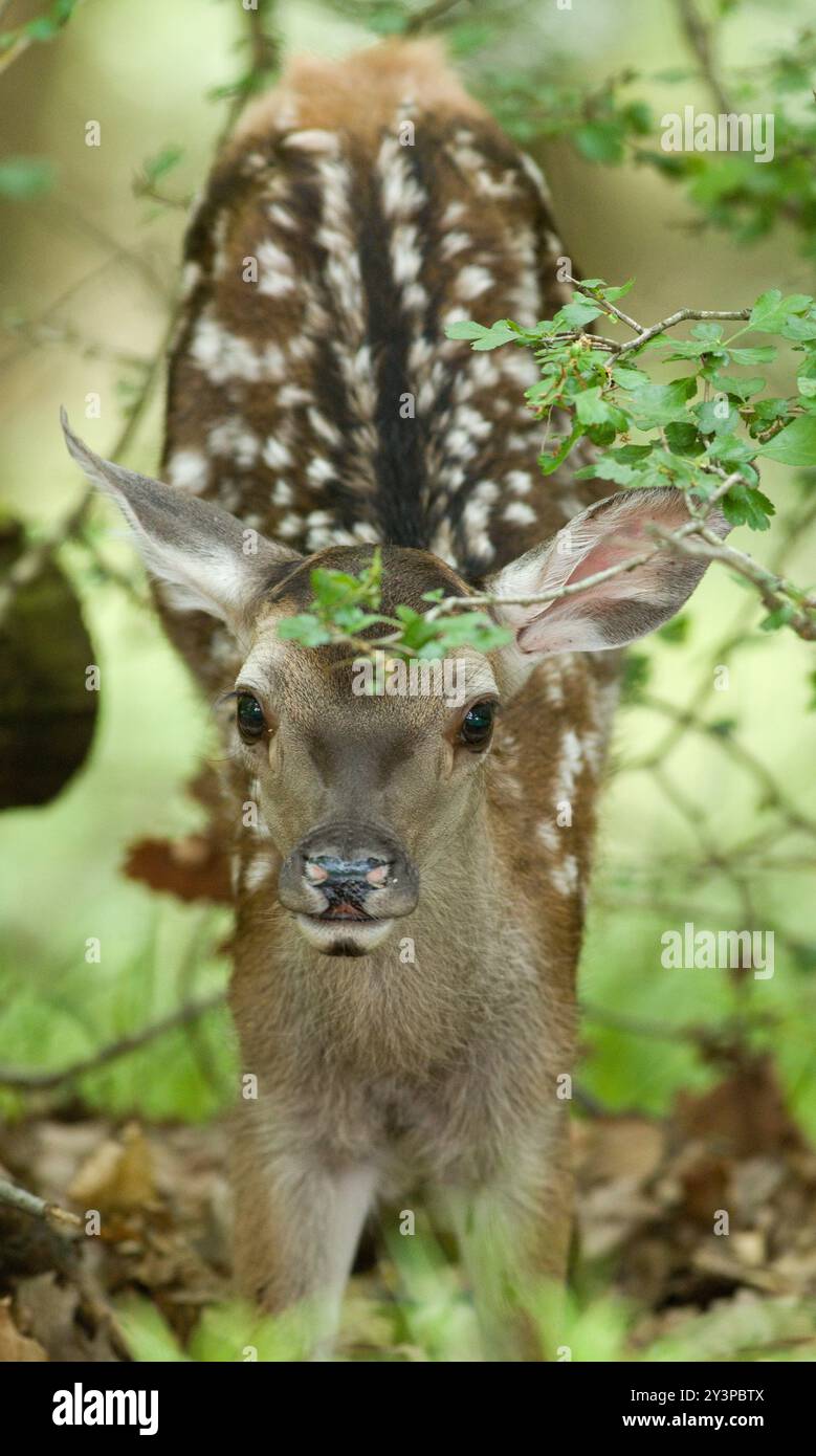 Adorabile cervo (Cervus elaphus) che si estende nella foresta Foto Stock