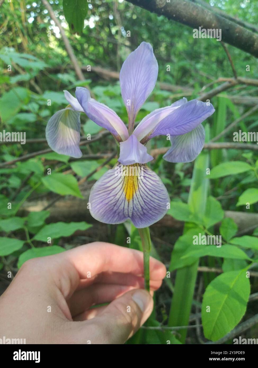 Bandiera blu meridionale (Iris virginica) Plantae Foto Stock