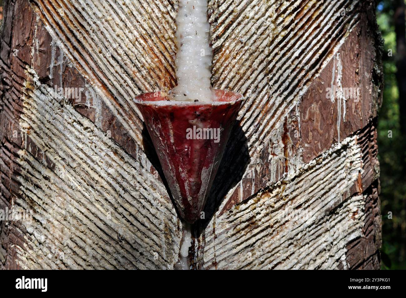 Raccolta industriale di resina di pino. Un cono per la raccolta della resina. Foto Stock