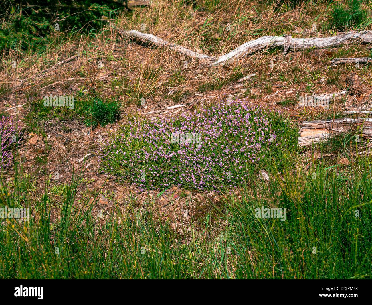 Un ciuffo di erica che cresce selvaggia nella foresta Foto Stock