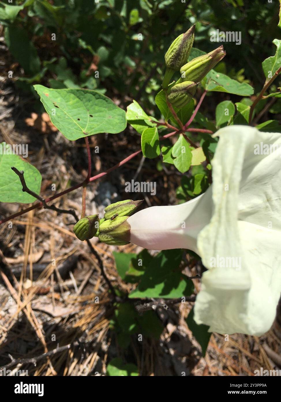 Vite di patata selvatica (Ipomoea pandurata) Plantae Foto Stock