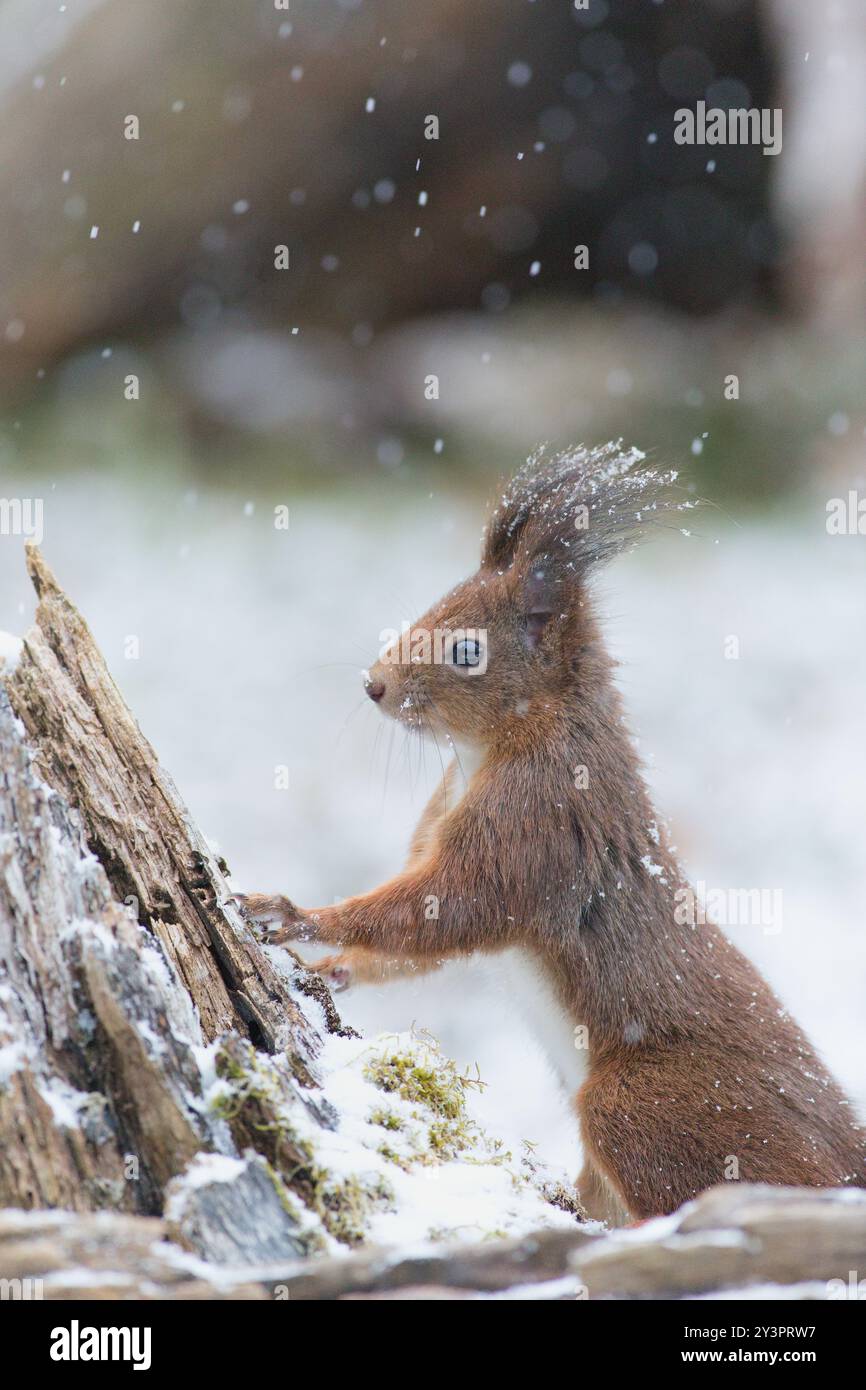 Carino scoiattolo rosso eurasiatico (Sciurus vulgaris) nelle nevicate invernali, il suo corpo è coperto di fiocchi di neve Foto Stock