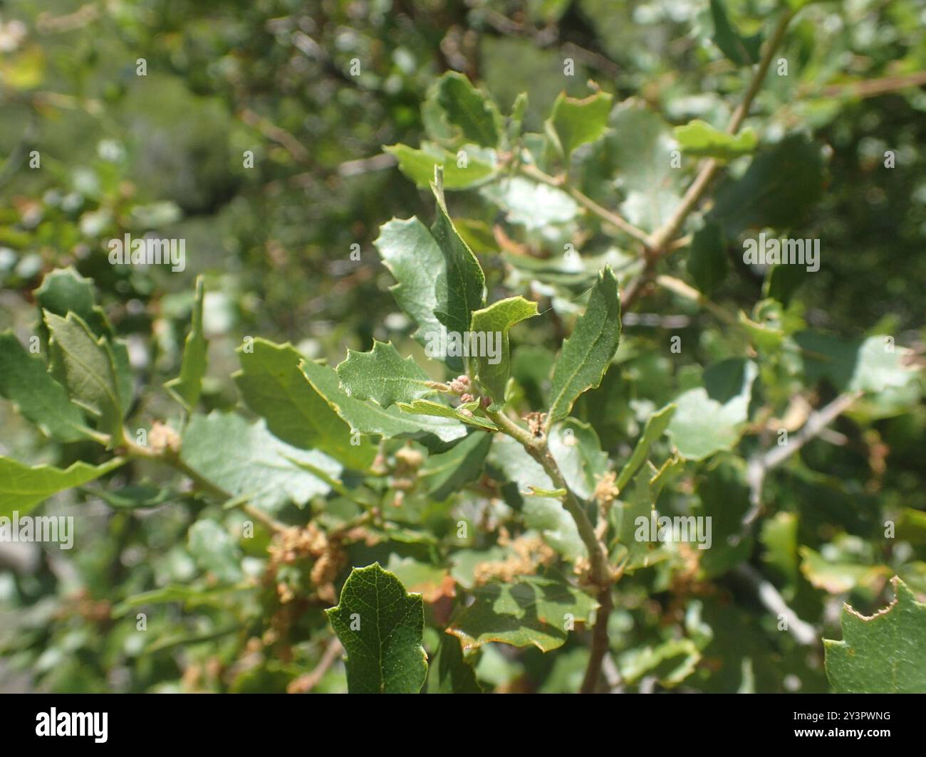 Quercia della California (Quercus berberidifolia) Plantae Foto Stock