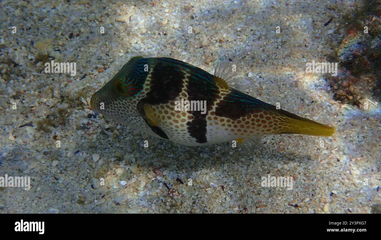 Blacksaddle Toby (Canthigaster valentini) Actinopterygii Foto Stock