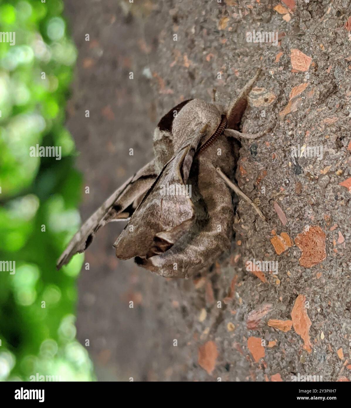 Sfinge a due macchie (Smerinthus jamaicensis) Insecta Foto Stock