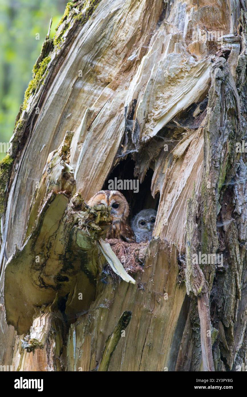 Tawny gufo pulcino (Strix aluco) e sua madre sbirciano fuori da un buco d'albero durante la stagione di nidificazione Foto Stock