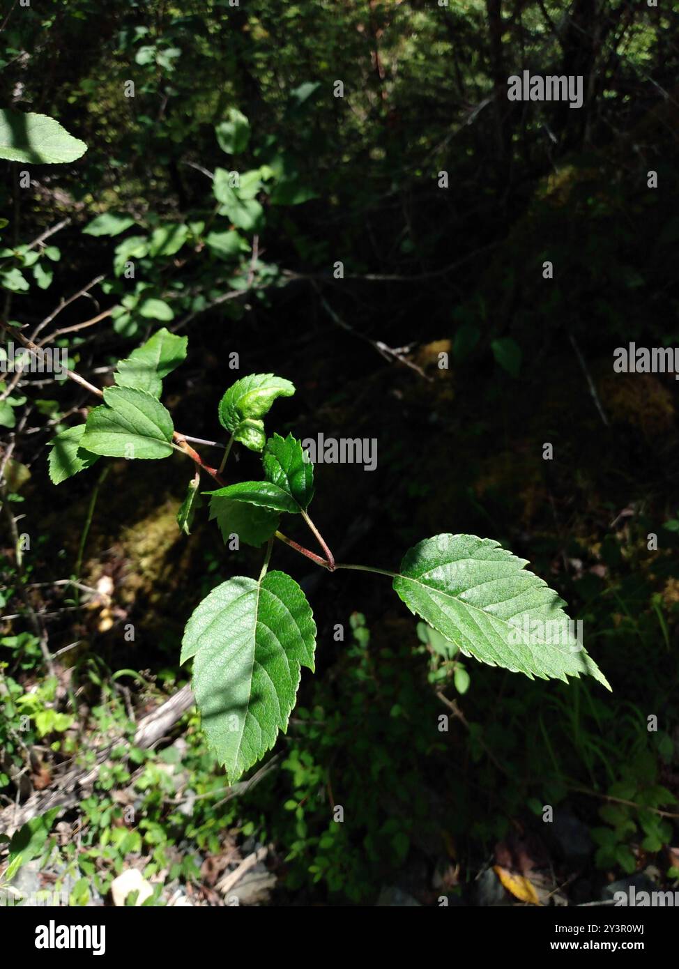 Pianta di mele di granchio del Pacifico (Malus fusca) Foto Stock