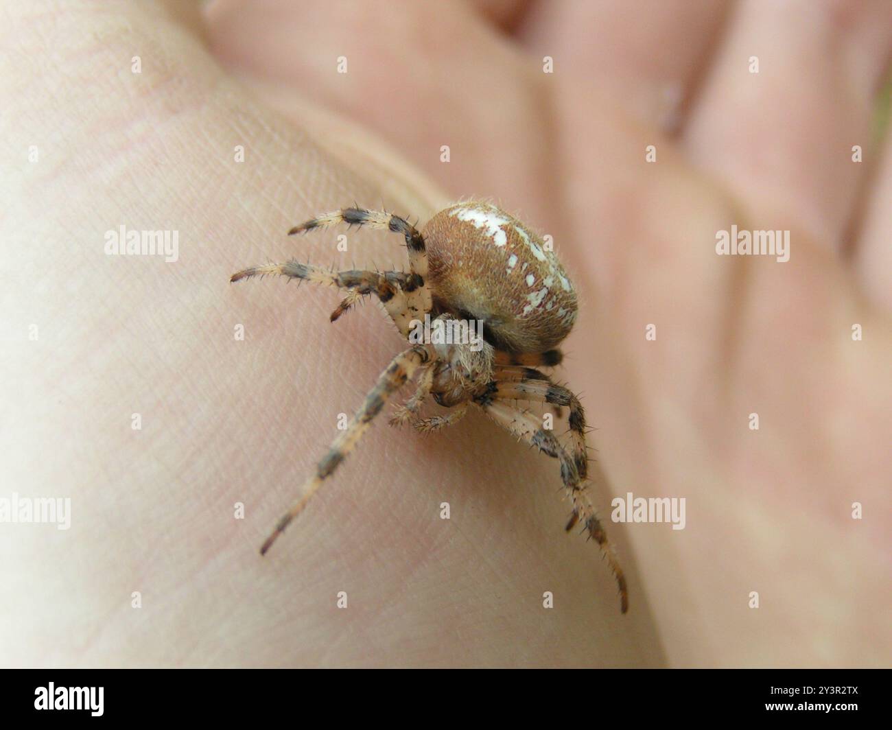 Orbweaver a quattro punti (Araneus quadratus) Arachnida Foto Stock