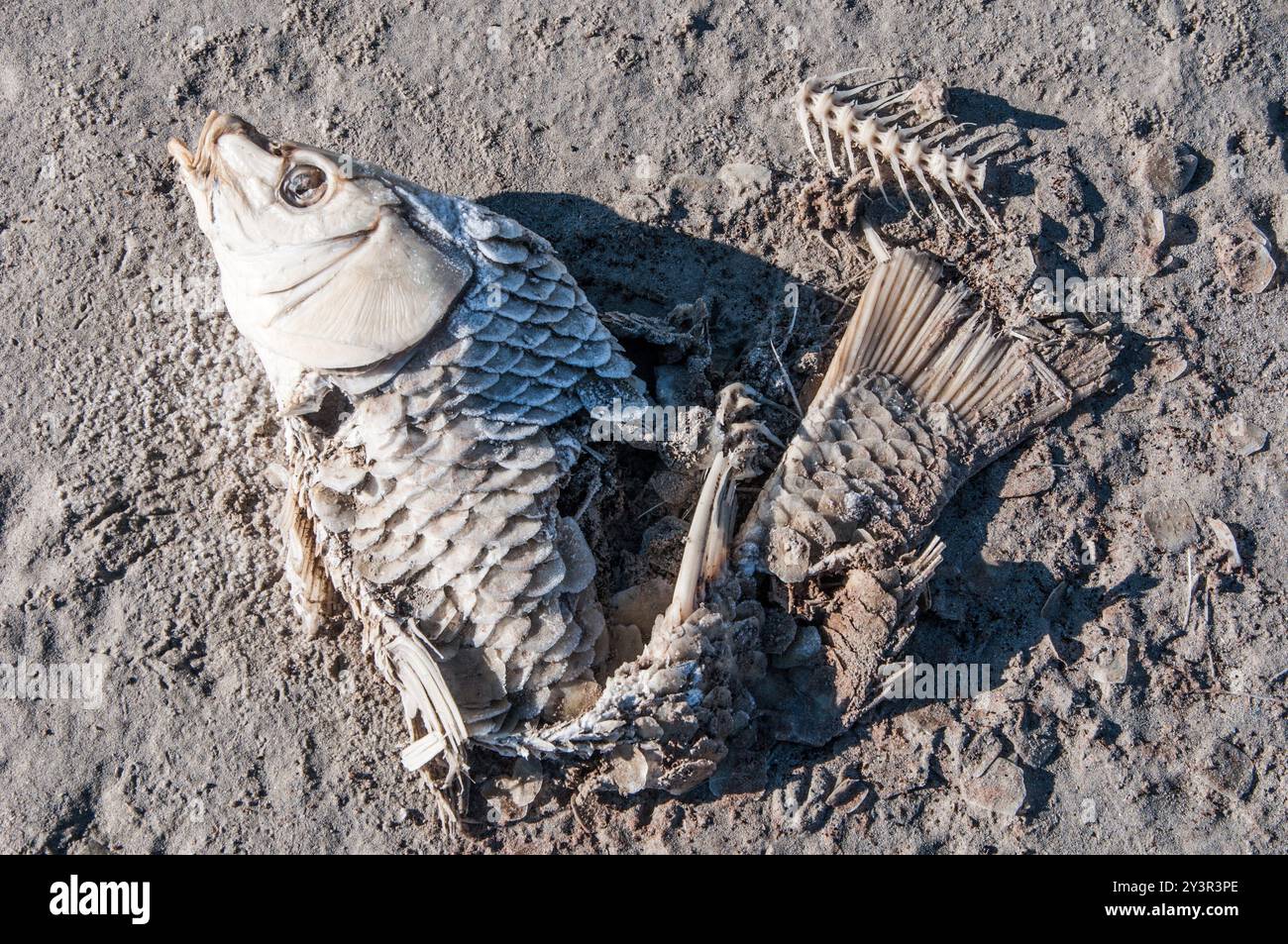 Scheletro di pesci di carpa morta - Great Salt Lake Shoreline, Utah Foto Stock