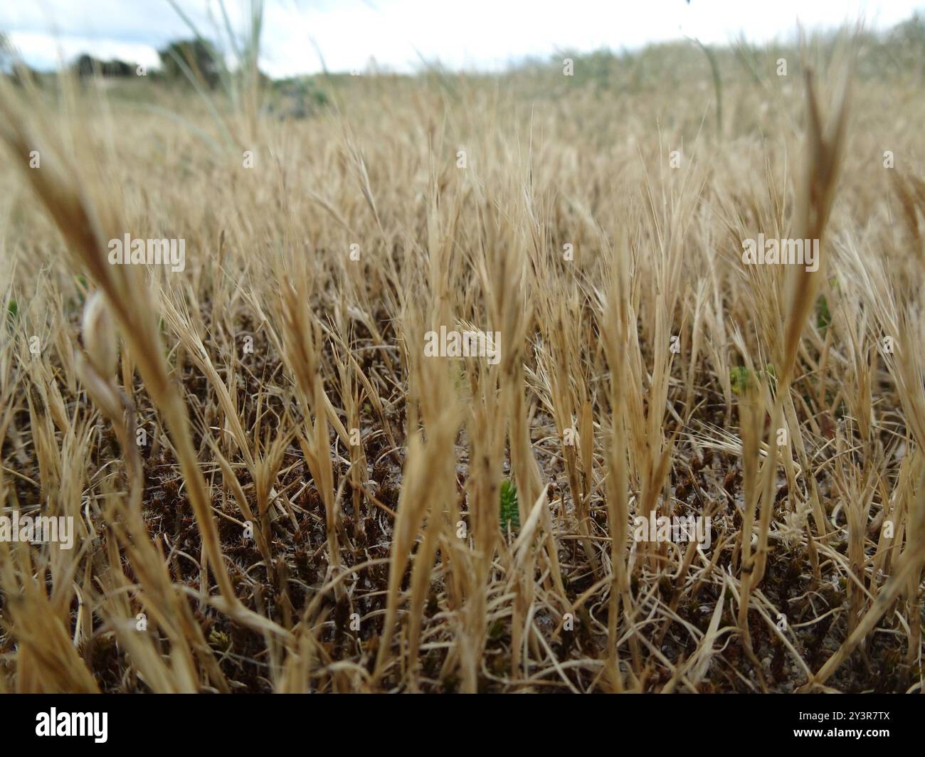 Dune Fescue (Festuca fasciculata) Plantae Foto Stock