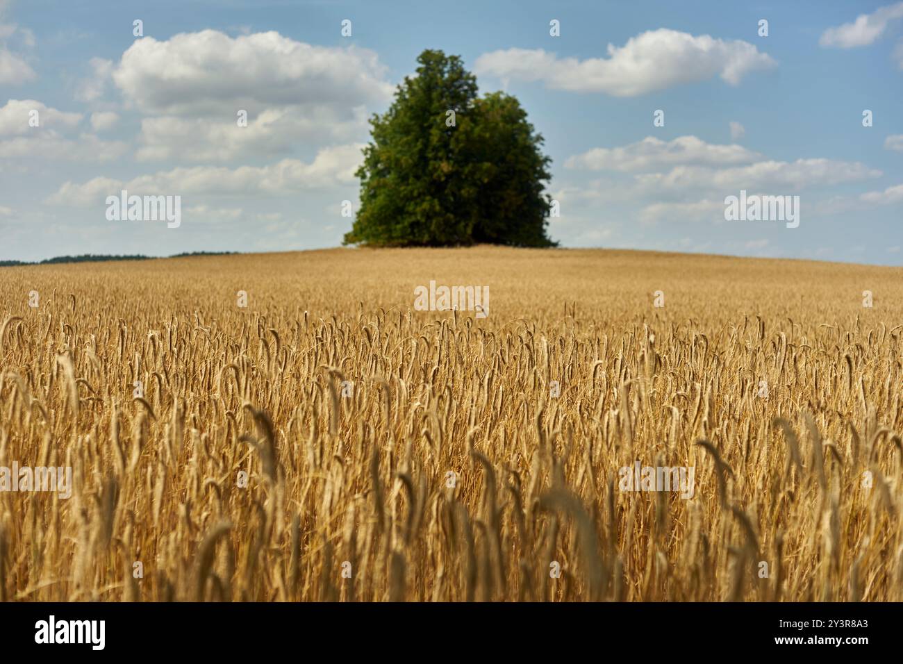 Un albero si trova in un campo di grano a Klein Grabow, Germania 2024. Foto Stock